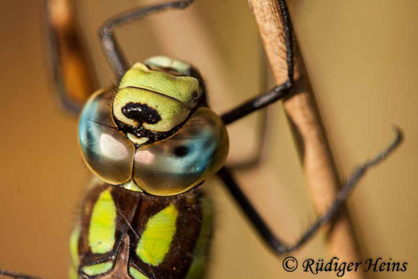 Aeshna cyanea (Blaugrüne Mosaikjungfer) Männchen Portrait, 1.11.2015