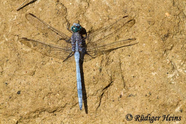 Orthetrum chrysostigma (Rahmstreif-Blaupfeil) Männchen, 27.10.2015