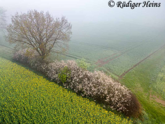 Schlehengebüsch im Morgennebel, 20.4.2025 - DJI Mini 3 Pro 24mm f/1,7