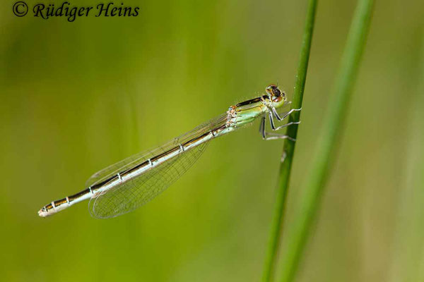 Ischnura pumilio (Kleine Pechlibelle) Weibchen, 5.6.2017