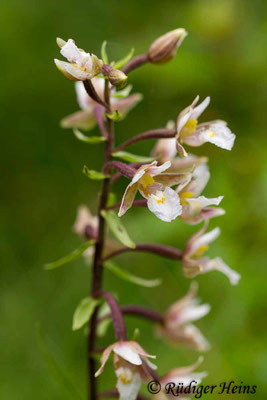 Epipactis palustris (Sumpf-Stendelwurz), 27.7.2015