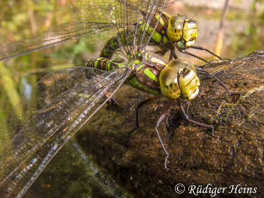 Aeshna cyanea (Blaugrüne Mosaikjungfer) Eiablage, 4.9.2011