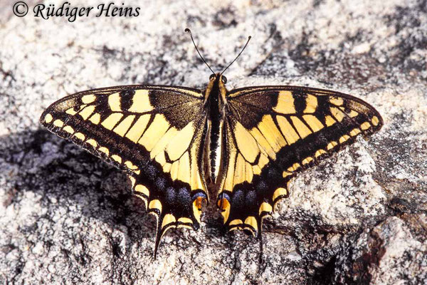 Papilio machaon (Schwalbenschwanz), 16.9.1986 (Scan vom Dia)