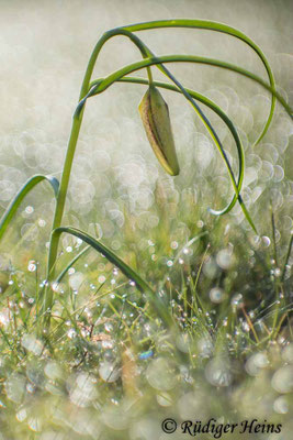 Fritillaria meleagris (Schachblume)