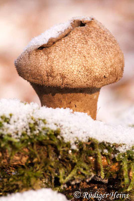 Lycoperdon perlatum (Flaschen-Stäubling), 12.1.2013