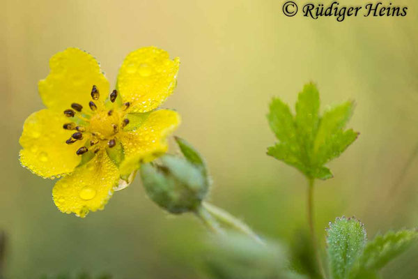Potentilla reptans (Kriechendes Fingerkraut)
