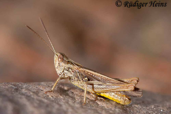 Chorthippus mollis (Verkannter Grashüpfer) Männchen, 15.8.2010