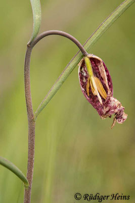 Fritillaria meleagris (Schachblume), 3.5.2021