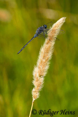 Orthetrum trinacria (Langer Blaupfeil) Männchen, 23.6.2018