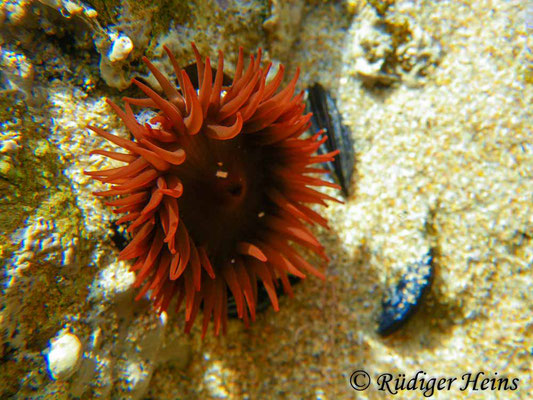 Actinia equina (Pferdeaktinie), 24.9.2016