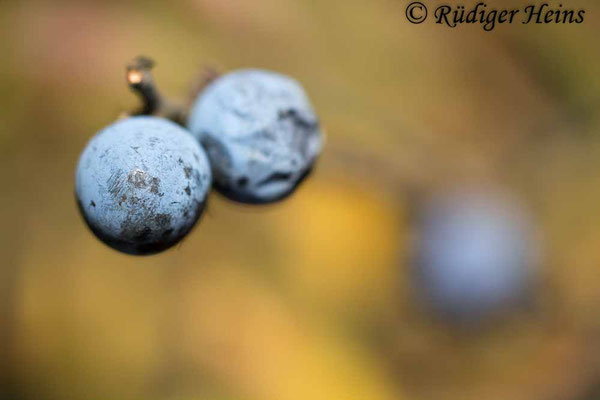 Prunus spinosa (Schlehe oder Schwarzdorn)