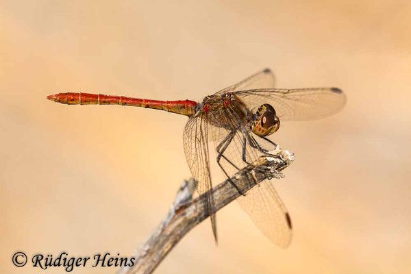 Sympetrum meridionale (Südliche Heidelibelle) Männchen, 3.10.2017