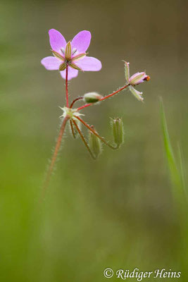 Erodium cicutarium (Gewöhnlicher Reiherschnabel), 7.5.2023