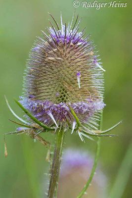 Dipsacus fullonum (Wilde Karde), 30.7.2024