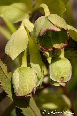 Helleborus foetidus (Stinkende Nieswurz), 15.3.2008