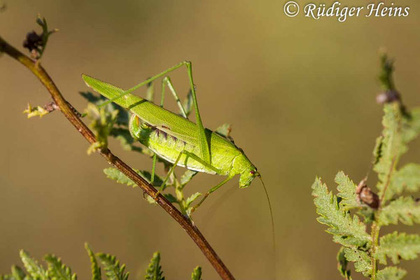 Phaneroptera falcata (Gemeine Sichelschrecke) Weibchen
