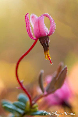 Vaccinium oxycoccos, Gewöhnliche Moosbeere