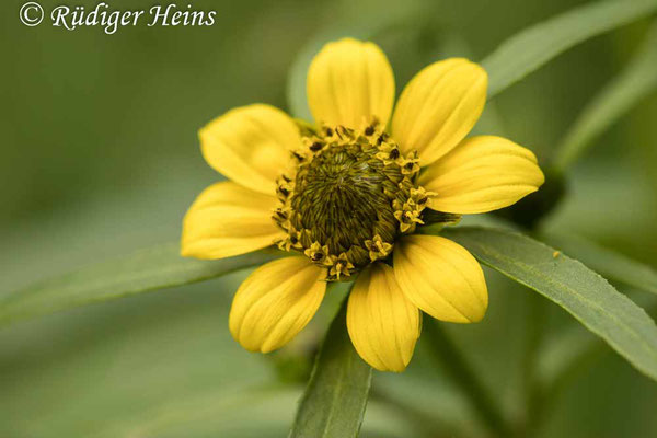 Bidens cernua (Nickender Zweizahn), 7.9.2022