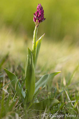 Orchis purpurea (Purpur-Knabenkraut), 29.4.2024