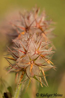 Trifolium stellatum (Stern-Klee)