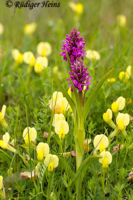 Dactylorhiza cruenta (Blutrote Fingerwurz), 4.6.2014