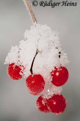 Viburnum opulus (Gemeiner Schneeball), 19.12.2010