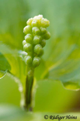 Maianthemum bifolium (Zweiblättrige Schattenblume), 11.4.2017