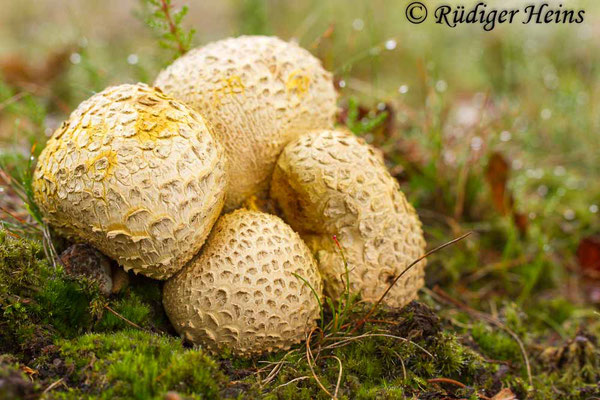 Scleroderma citrinum (Kartoffelbovist), 10.9.2017