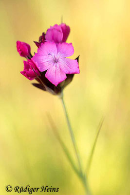  Dianthus carthusianorum (Kartäusernelke), 26.6.2019