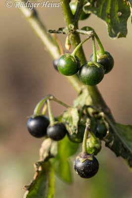 Solanum nigrum (Schwarzer Nachtschatten) Beeren, 3.11.2018