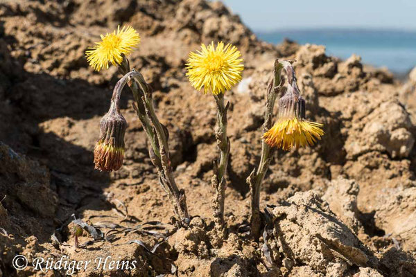 Tussilago farfara (Huflattich)