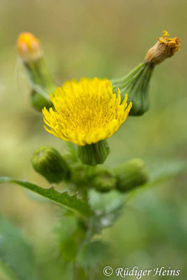 Sonchus asper (Raue Gänsedistel), 29.8.2025