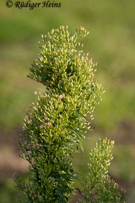 Conyza canadensis (Kanadisches Berufkraut)
