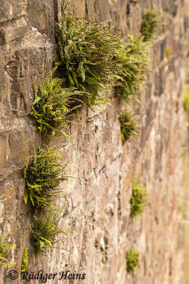 Asplenium trichomanes (Braunstieliger Streifenfarn), 1.5.2022