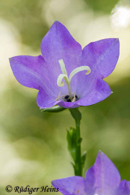 Campanula persicifolia (Pfirsichblättrige Glockenblume), 8.7.2012