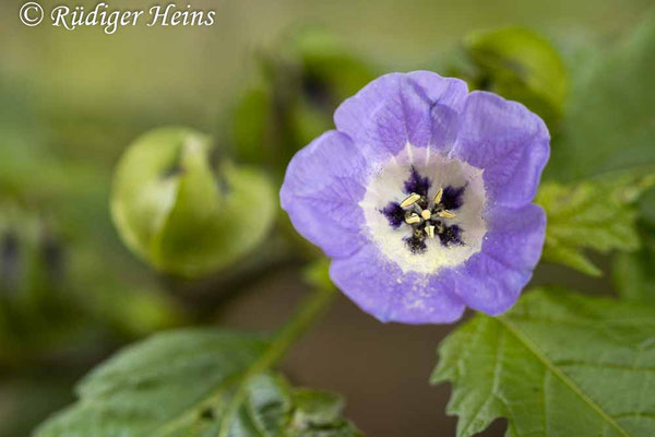 Nicandra physalodes (Giftbeere), 11.9.2022