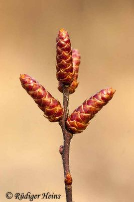 Myrica gale (Gagelstrauch) männliche Blüte, 31.3.2007