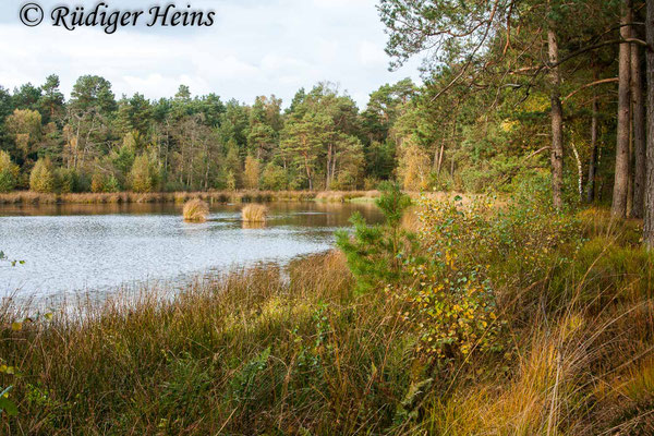 Aeshna subarctica (Torf-Mosaikjungfer) Habitat in Niedersachsen, 15.10.2009