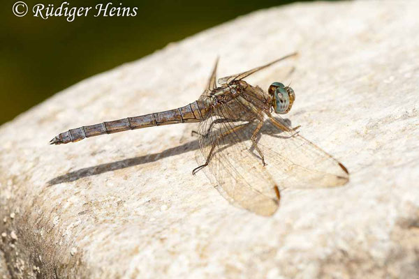 Orthetrum chrysostigma (Rahmstreif-Blaupfeil) Weibchen