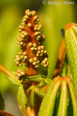 Aesculus hippocastanum (Gewöhnliche Rosskastanie), 15.4.2019