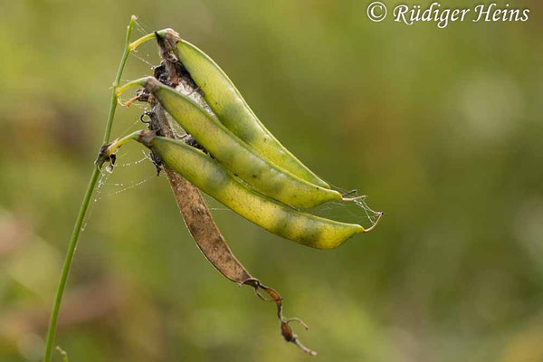Lathyrus sylvestris (Wilde Platterbse)