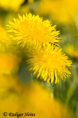 Taraxacum officinale (Gewöhnlicher Löwenzahn), 20.4.2025