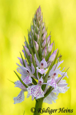 Dactylorhiza maculata (Geflecktes Knabenkraut), 11.6.2015