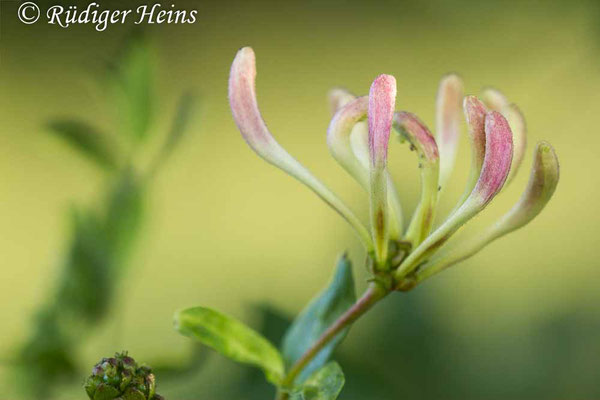 Lonicera periclymenum (Waldgeißblatt), 11.7.2020