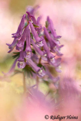 Corydalis solida (Gefingerter Lerchensporn), 9.4.2016
