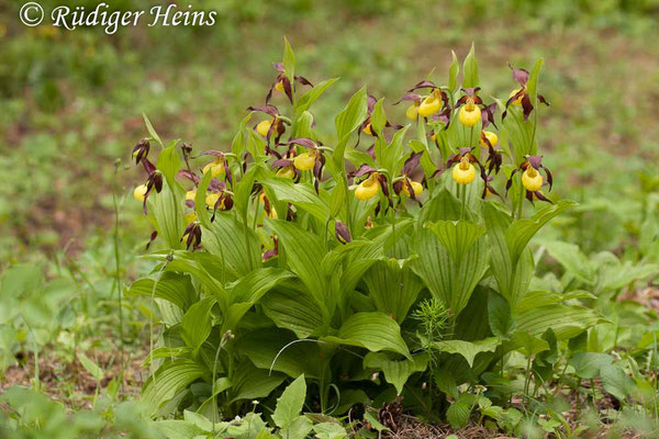 Cypripedium calceolus (Gelber Frauenschuh), 18.5.2012