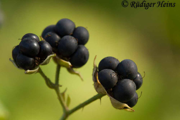 Rubus caesius (Kratzbeere), 23.8.2018