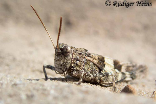 Oedipoda caerulescens (Blauflügelige Ödlandschrecke) Männchen