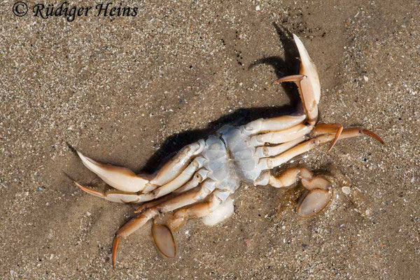 Carcinus maenas (Gemeine Strandkrabbe) Panzer, 15.7.2008