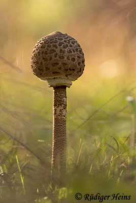 Macrolepiota procera (Parasol oder Riesenschirmpilz), 12.10.2020